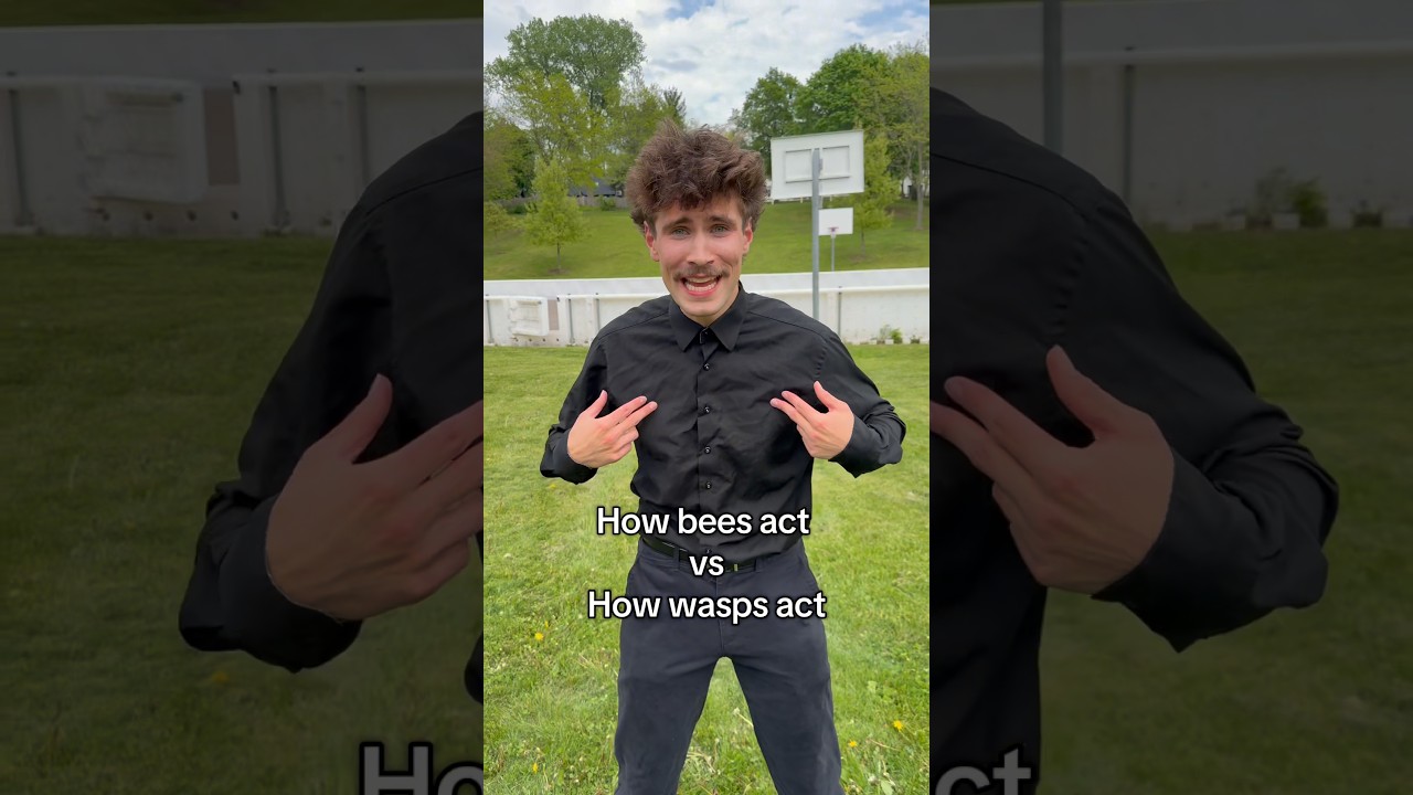 Bees vs Wasps