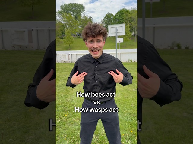 Bees vs Wasps Video Thumbnail