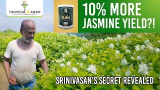 Jasmine Yield surges with application of the innovative Tag K20 Organic Fertiliser screenshot 5