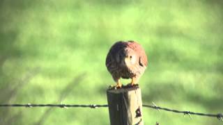 Kestrel