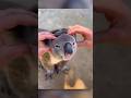 Lonely Baby Koala Gets New Life