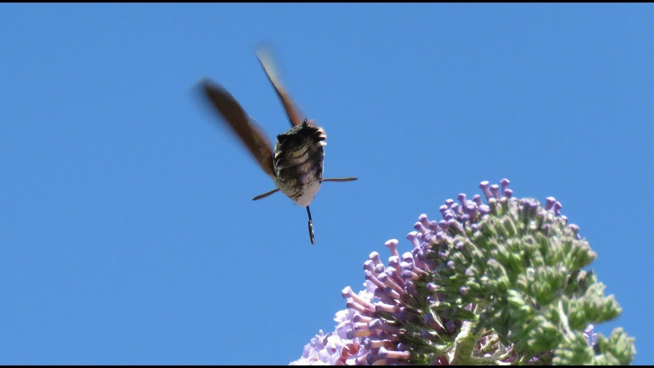 Humming-bird Hawk Moth - Macroglossum stellatarum - Kolibrievlinder / Stockay - Belgium /July 2018