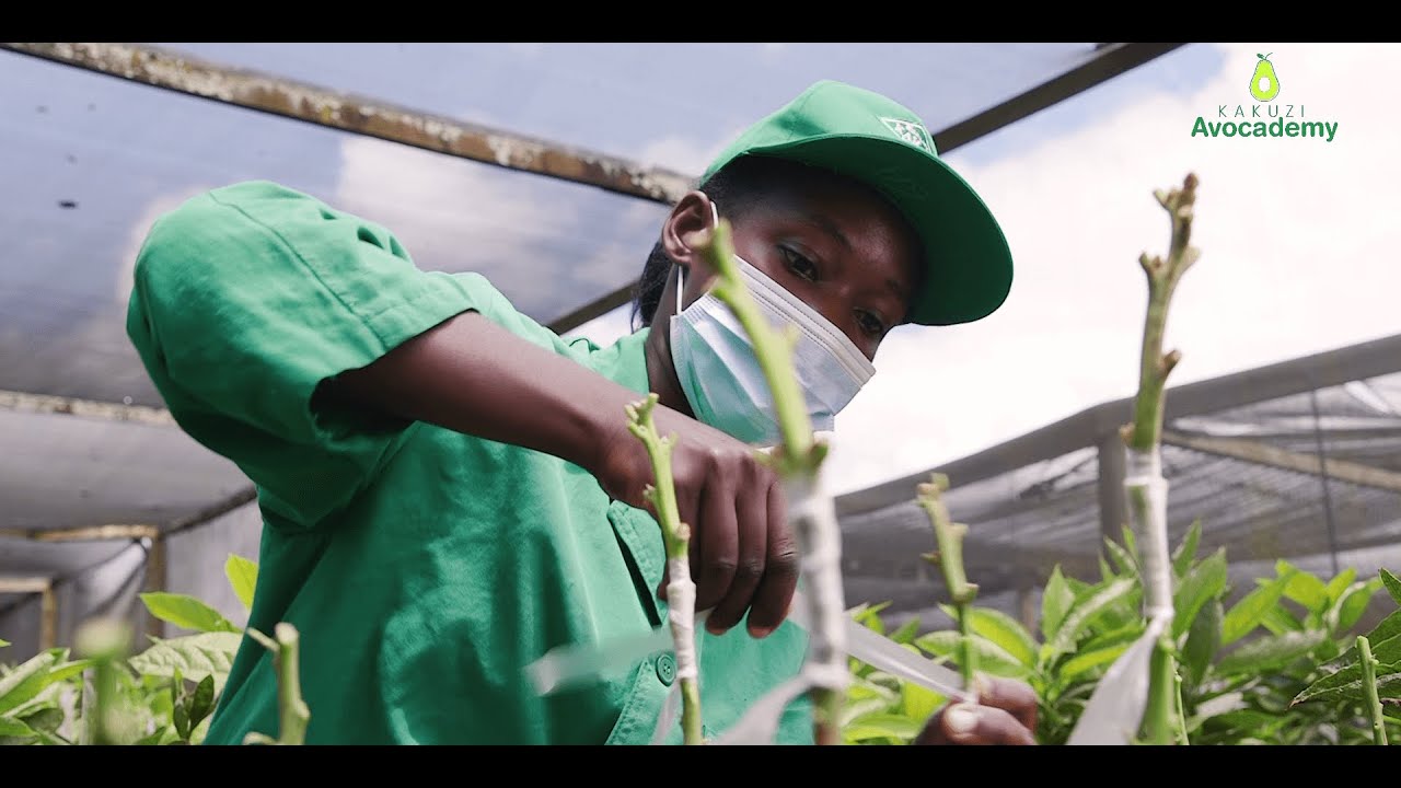 how-to-establish-an-avocado-nursery-youtube