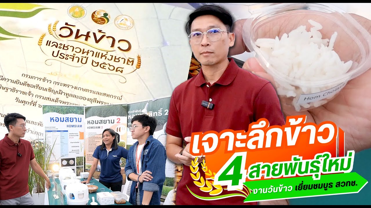 “หอมสยาม” ข้าวหอมพื้นนุ่มพันธุ์ใหม่ ตอบโจทย์เกษตรกรไทย ถูกใจผู้บริโภค
