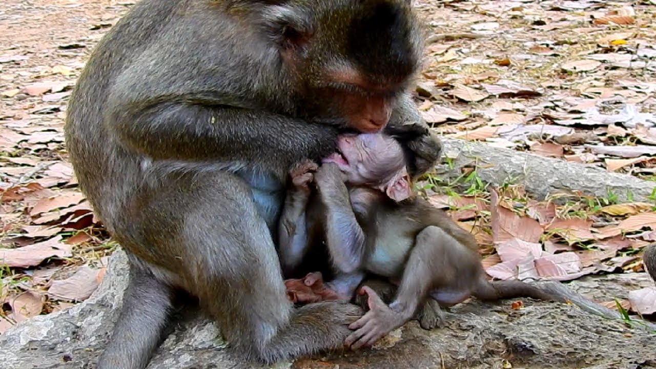 Heart-Breaking Pity Vikki! Viola Angry Baby Nursing Until Bite and Fight Her Baby Vikki