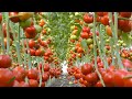 Tomato farming | टमाटर की खेती से कमाये लाखो रूपये | टमाटर की खेती | Full Video | A2Z जानकारी