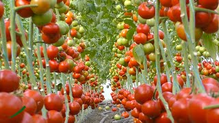 Tomato farming | टमाटर की खेती से कमाये लाखो रूपये | टमाटर की खेती | Full Video | A2Z जानकारी