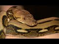 New Reticulated Python at Fort Wayne Zoo