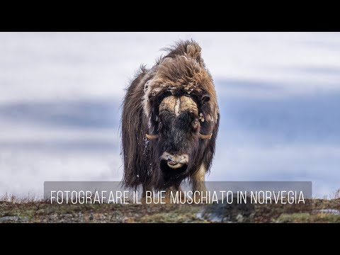 Video: Quando è uscito il bue muschiato?