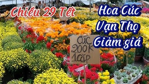 Đường Hoa Xuân Khu Tên Lửa Vành Đai Trong Quận Bình Tân Chiều 29 Tết Mai Cúc Vạn Thọ Giảm Giá Mạnh