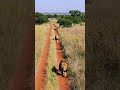 Just Lions Walking #wildlife #cat #relaxing