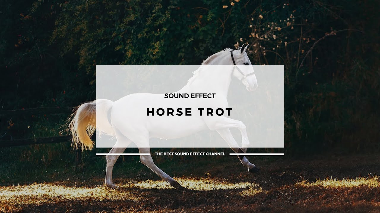 Horse Trot Sound Effects YouTube