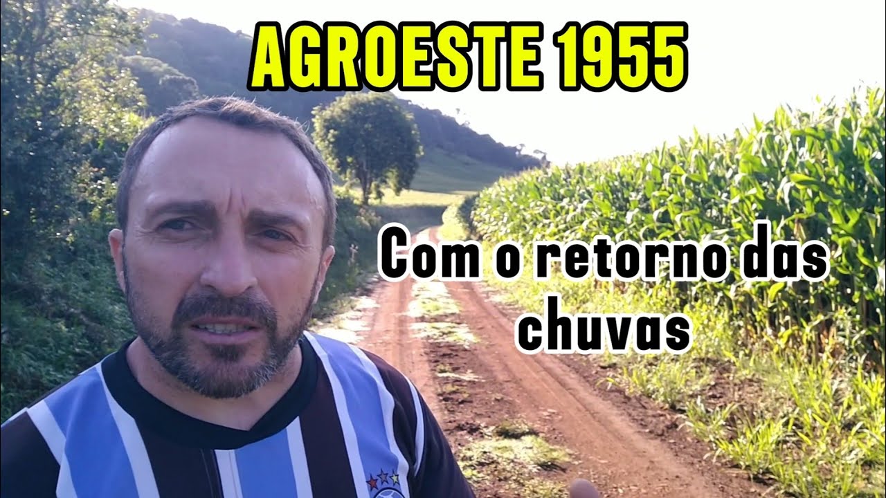 🌽SAFRA 25/26: REAÇÃO DO MILHO AGROESTE 1955 APÓS ÀS BOAS CHUVAS 