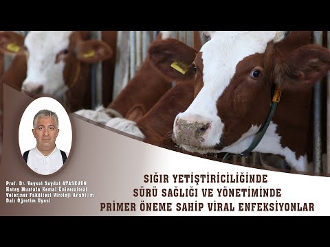 Sığır Yetiştiriciliğinde Sürü Sağlığı ve Yönetiminde Primer Öneme Sahip Viral Enfeksiyonlar