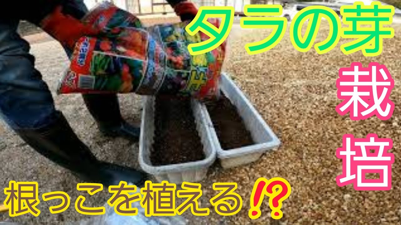 家庭菜園 タラの芽を自宅で栽培 タラの根挿しをしてみた 根挿し編 Youtube