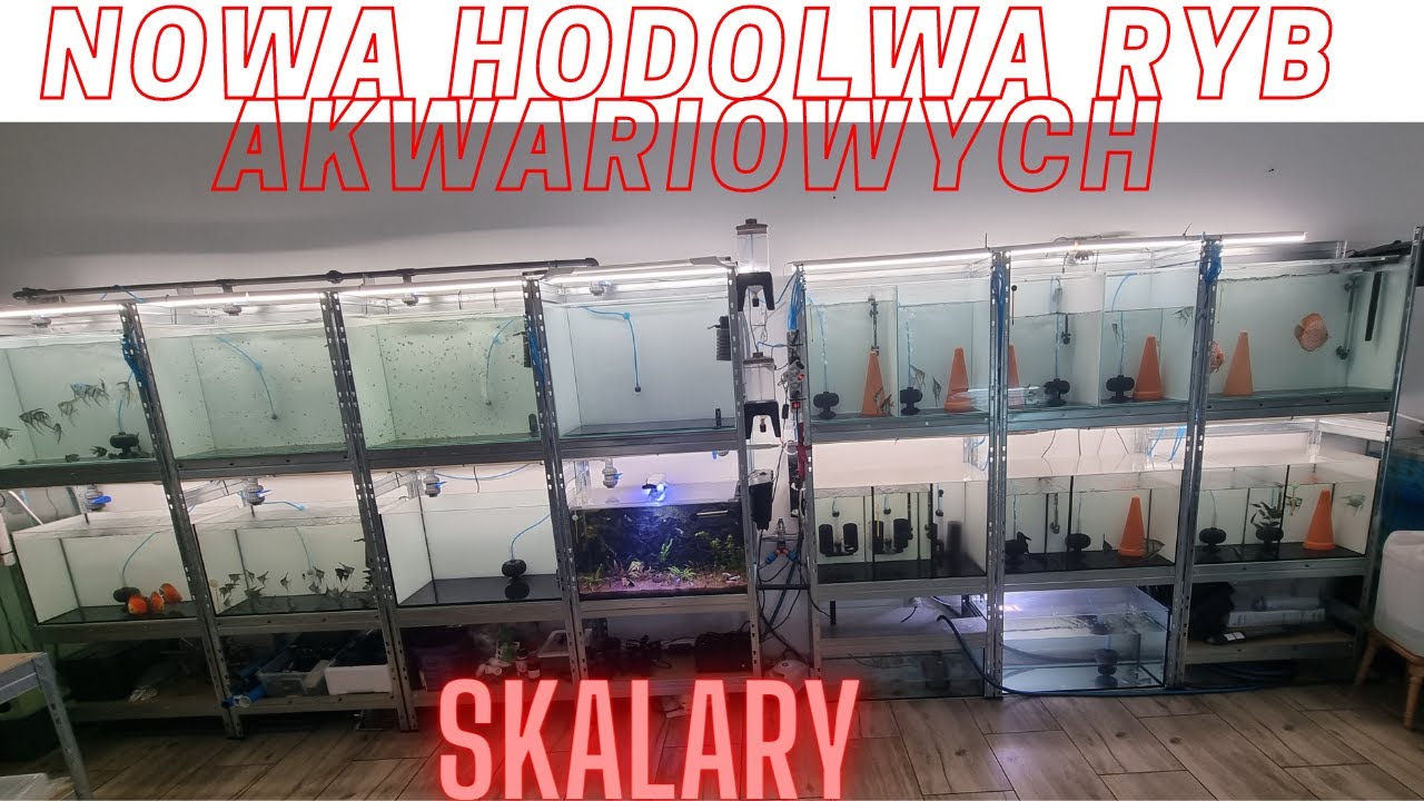 Hodowla Skalarów