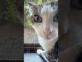 この野鳥の名前わかる方いませんか?うちの猫が狙ってます#保護猫 #野良猫#cat