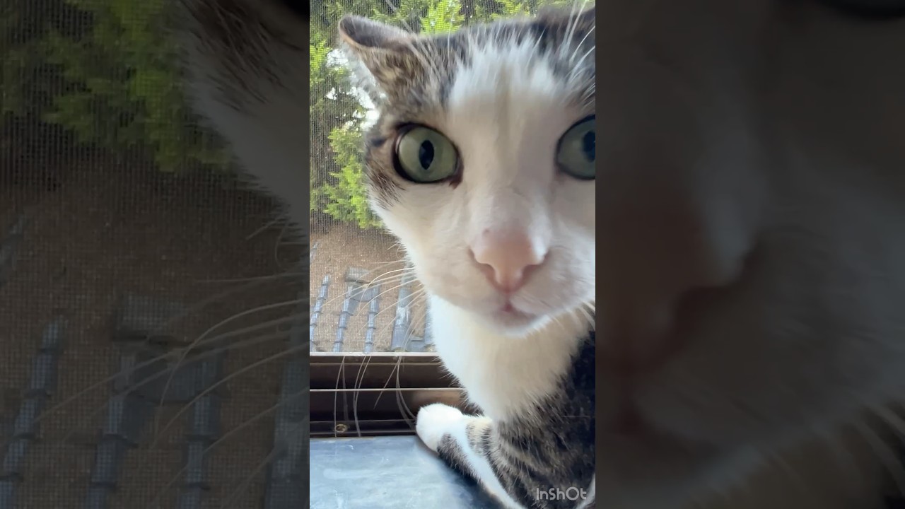 この野鳥の名前わかる方いませんか?うちの猫が狙ってます#保護猫 #野良猫#cat