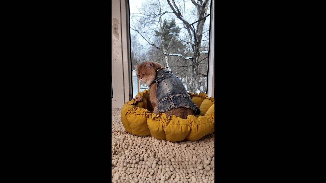 Идол он и есть Идол