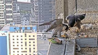 367 Collins Falcons~Dad with small prey, Mum flies out with it, Dad too~6:14 PM 2026/10/06