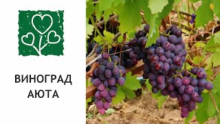 Виноград сорта Аюта в Татарстане