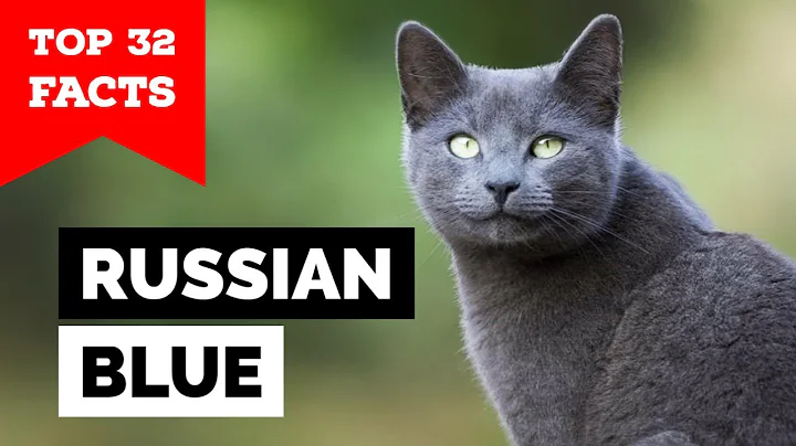 Video 6459291: russian blue cat breed