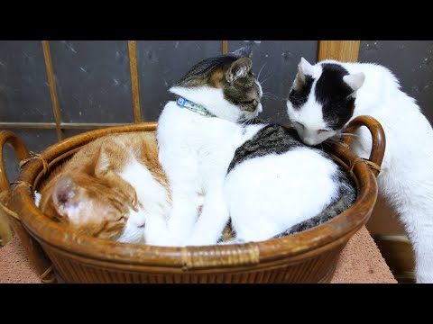 ちび猫※プロフ全文必読※2508W3 おじゃまするちび 250813 - YouTube