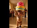#monkey cutting cake 🍰🎂 #funny #comedy #love