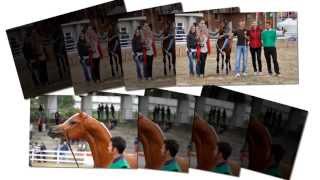 Fotos del Morfológico de caballos árabes de Silleda 2013