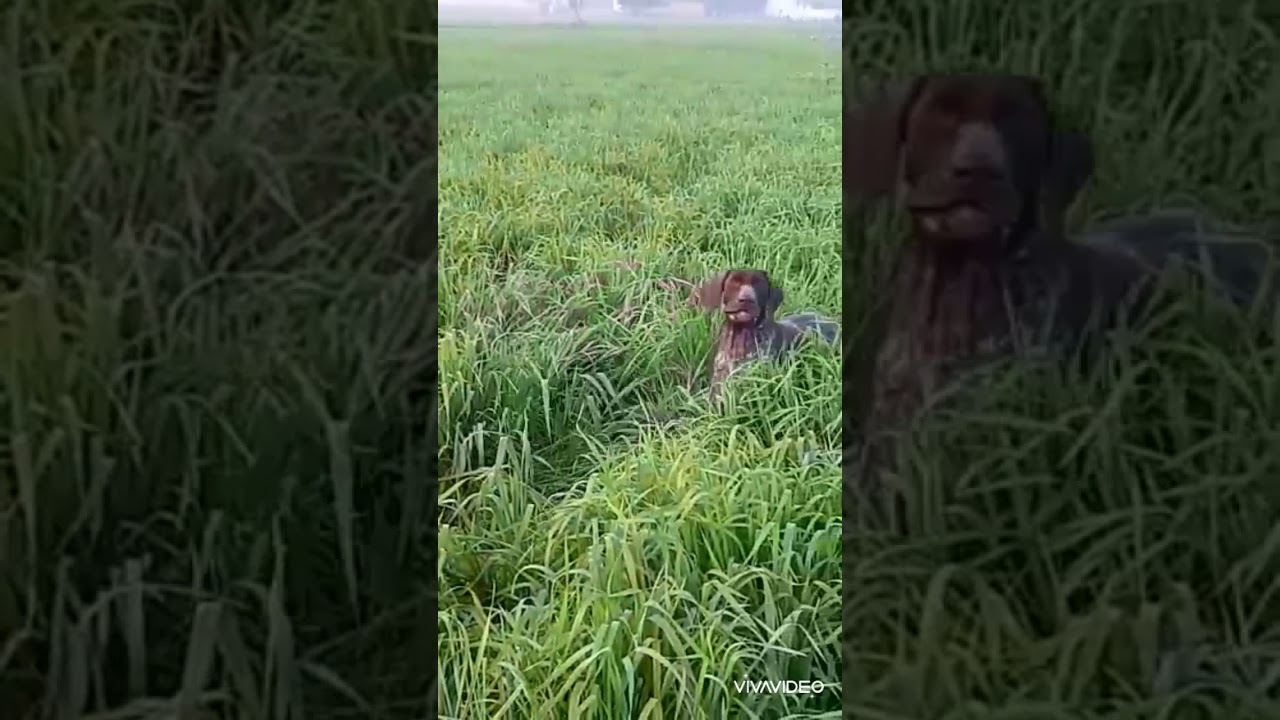 Sparrow Deutsch Sparrow Deutsch