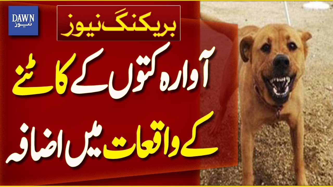 Lahore: Stray Dog B​bite Incidents Increase | Breaking News | Dawn News