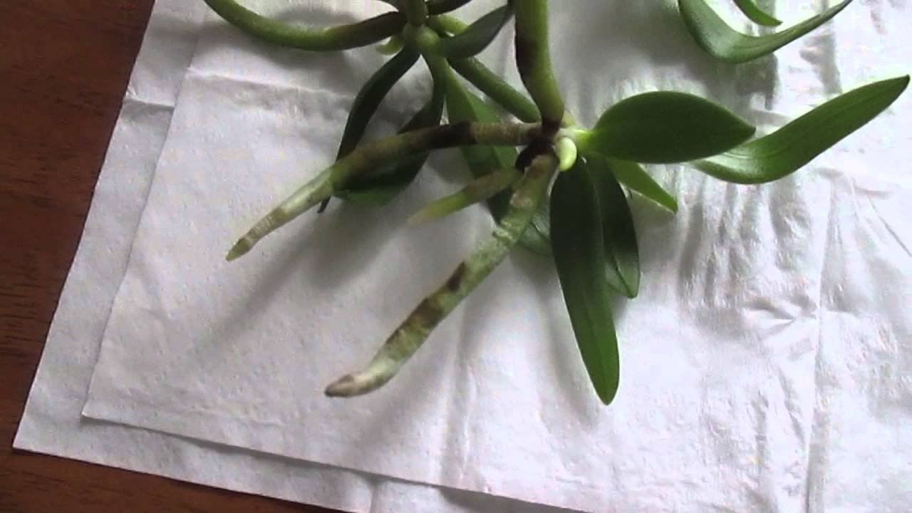 Посадка орхидей из фласки Deflasking orchid seedlings 