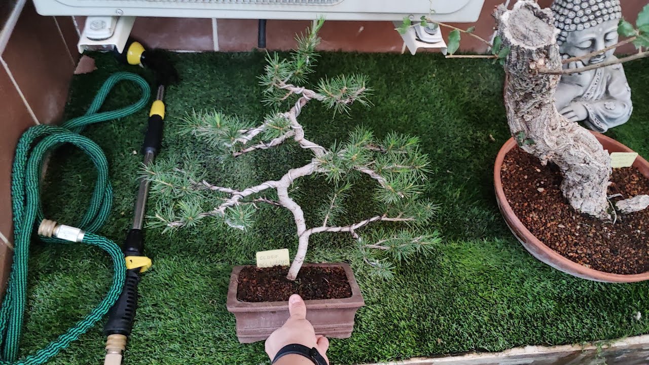 Cedro del Libano desde plantón - Pinzado (22/06/2022)