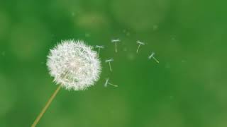 Dandelion | iMovie Trailer Intro | iSoundsPro