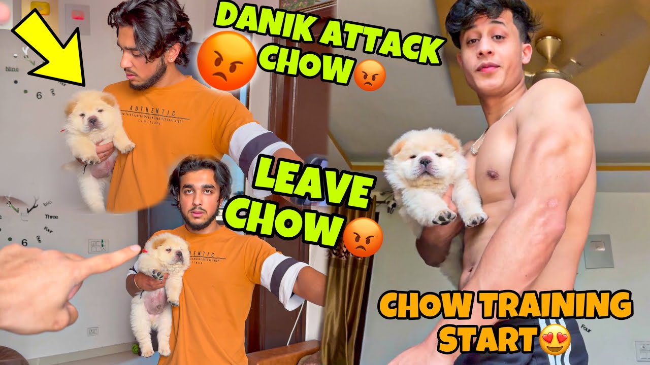 Danik Attack Chow😡 | Danik Selling Chow for Money | Chow New Training Start  My Pet Training Start
