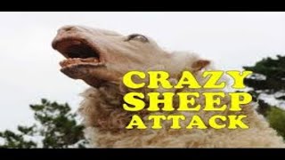 Angry Sheep World Best And Amazing Video