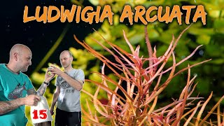 Schmalblättrige Ludwigie - Ludwigia arcuata | ADVENTdicted! Adventskalender | Türchen 15