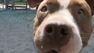Pet adoption on the rise as South Florida families remain under stay-at-home orders