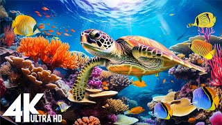 [NEW] 3HR Stunning 4K Underwater footage -Rare & Colorful Sea Life Video - Relaxing Sleep Music #34
