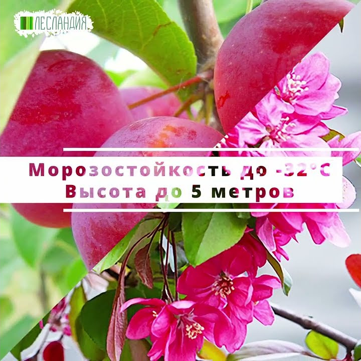 Яблоня Райская Аляска, Семена - YouTube