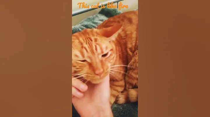 This cat is on fire