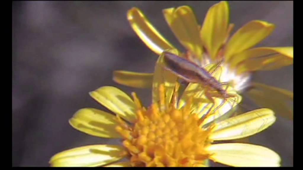soldier beetle and sun fly