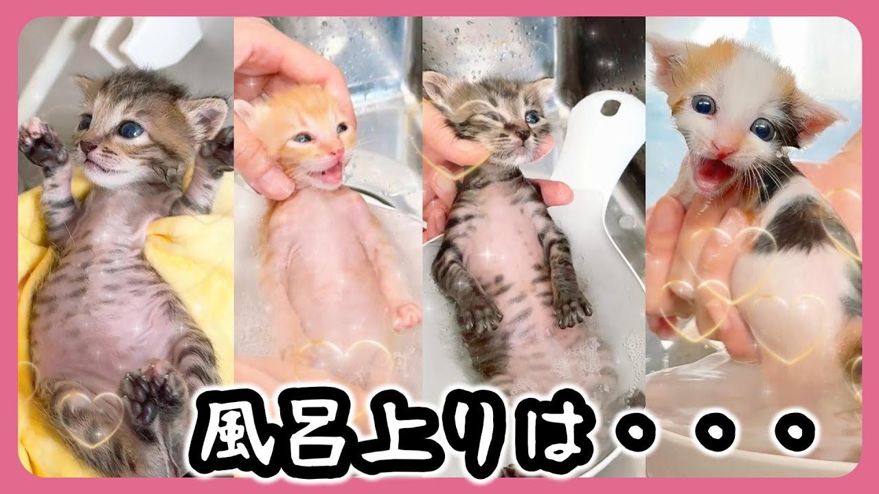 【子猫のお風呂】すべてをゆだねる子猫のシャンプー　風呂上りはやっぱり「コレ」を「アレ」する【保護猫生活】
