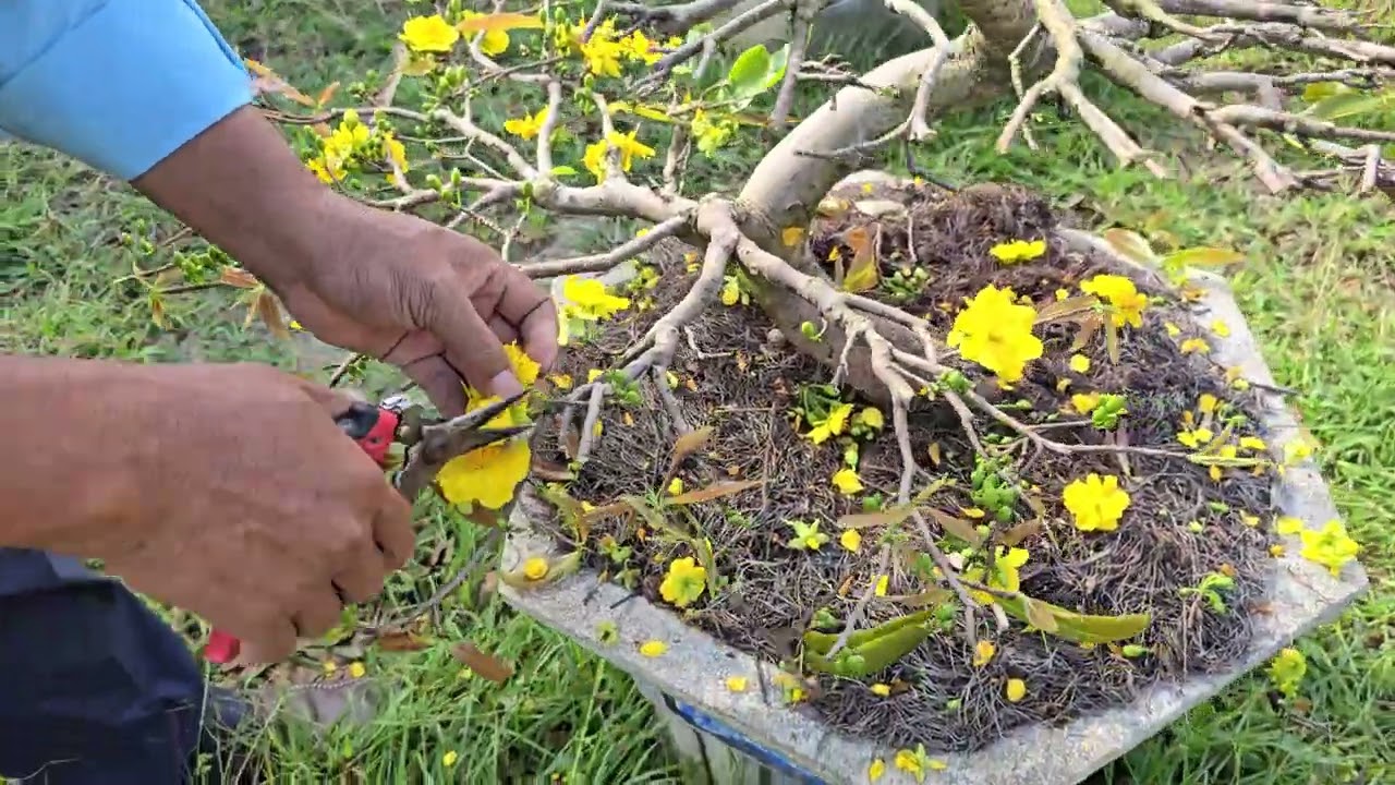 ae tham khảo cách xả tàn cây mai dáng long sau tết .sao cho hiệu quả 0935633236