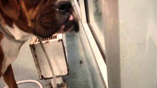 Boxer Angels Rescue Boots looking for a forever home