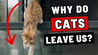 Why Do Cats Leave Us and Never Come Back? How to Prevent It