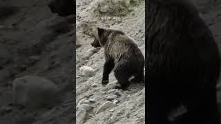 Bear Fall Off Cliff 😱 #short #shorts #youtubeshorts #bear #mountaingoat