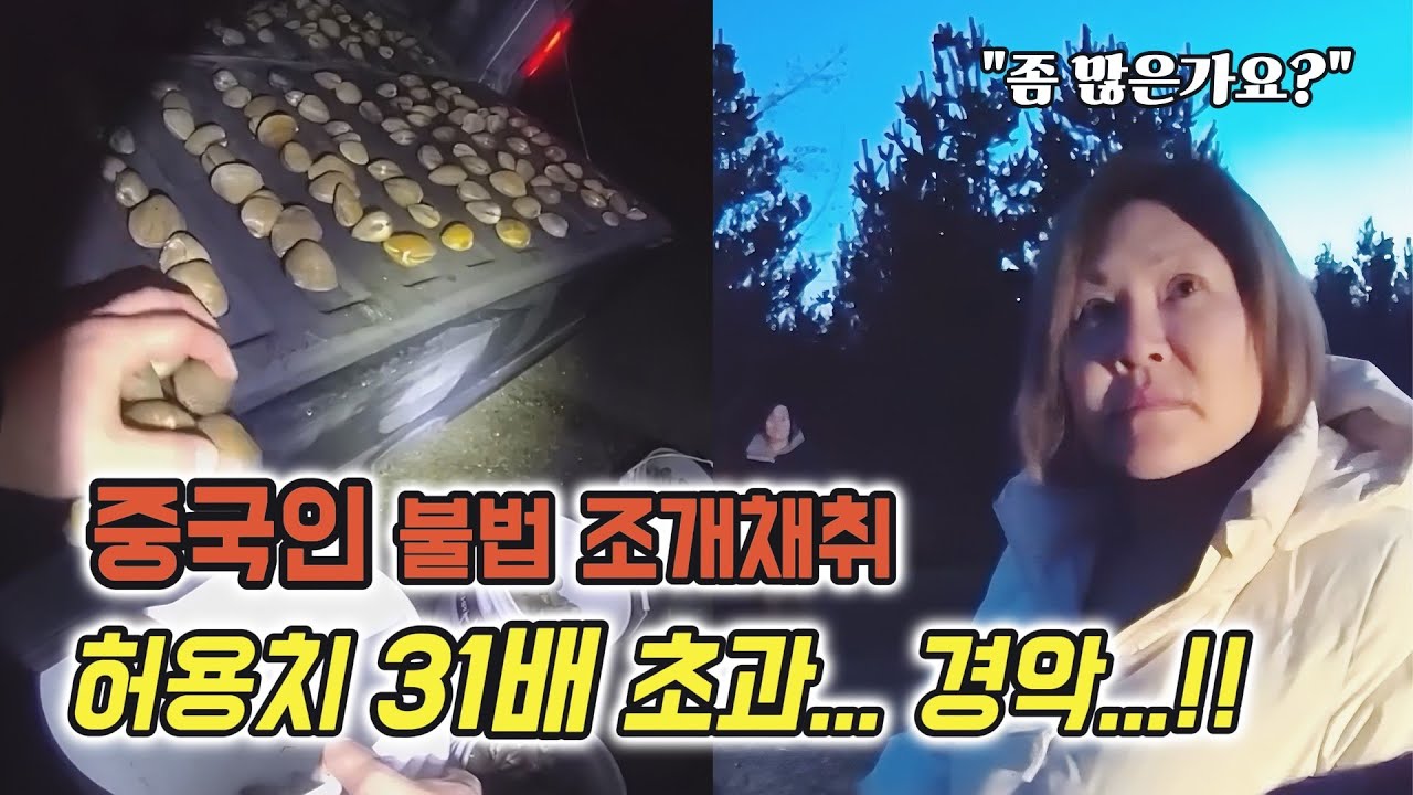 중국인 조개 불법 채취현장. 허용치의 31배 싹쓸이?