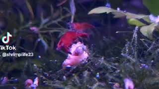 Avoid These 5 Mistakes to Keep Your Red Cherry Shrimps Healthy