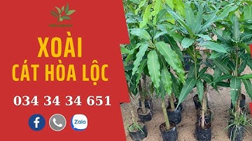 Giới thiệu giống cây xoài cát hoà lộc| Tiên Garden| 0343434651